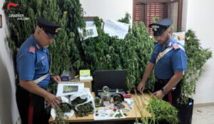 Ospedaletto d’Alpinolo (AV), Carabinieri scoprono piantagione di marijuana: arrestato un 61enne