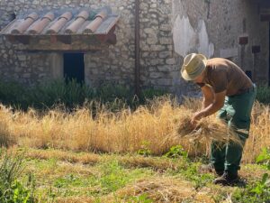 Pompei: in scadenza i bandi di gare per Azienda agricola Pompei e Orti didattici “Horti Plinii”