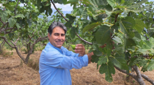 Consorzio fico bianco del Cilento: riconosciuto dal Ministero dell’Agricoltura