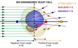 Studio del Cnr di Pozzuoli: cellule di lievito ingegnerizzate come microlenti biologiche ottiche