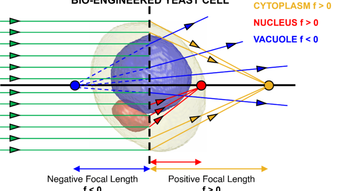 biolenti ottiche